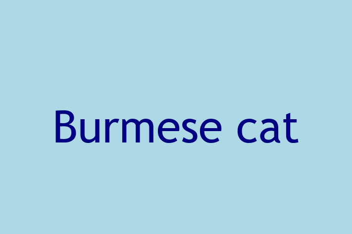 Burmese cat Cat for Sale in Waterlooville