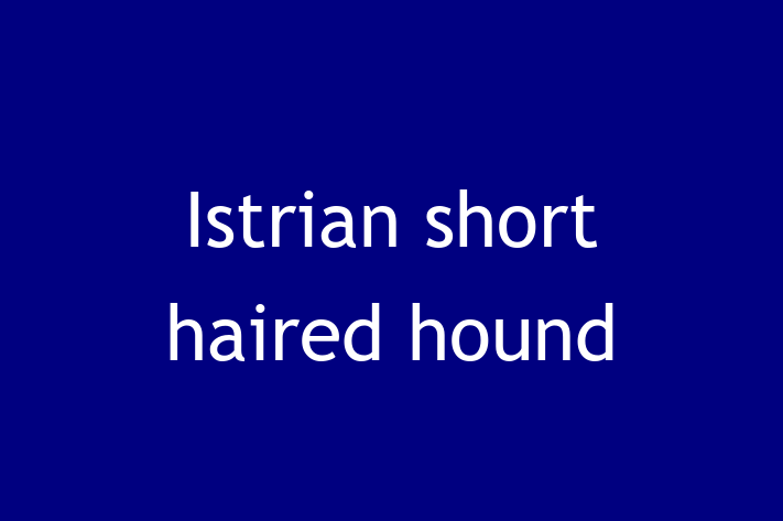 Adopt a Beautiful Istrian short haired hound Dog in Houghton le Spring