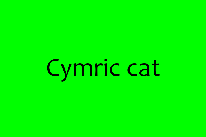 Meet Your New Cymric cat Cat in Dewsbury