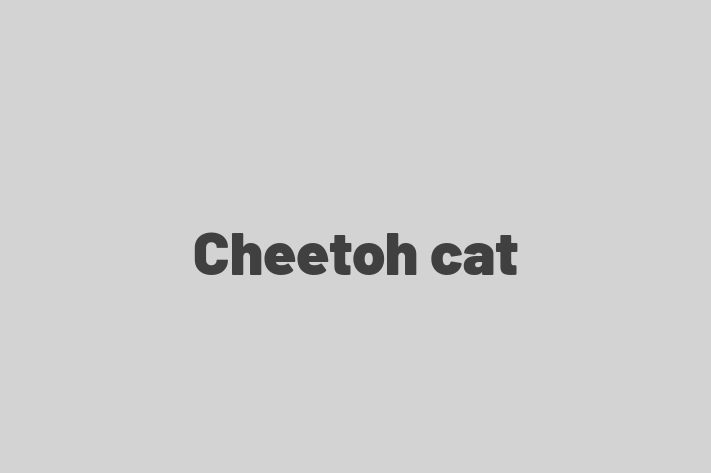 Adopt a Cat Cheetoh cat Available in Woughton on the Green