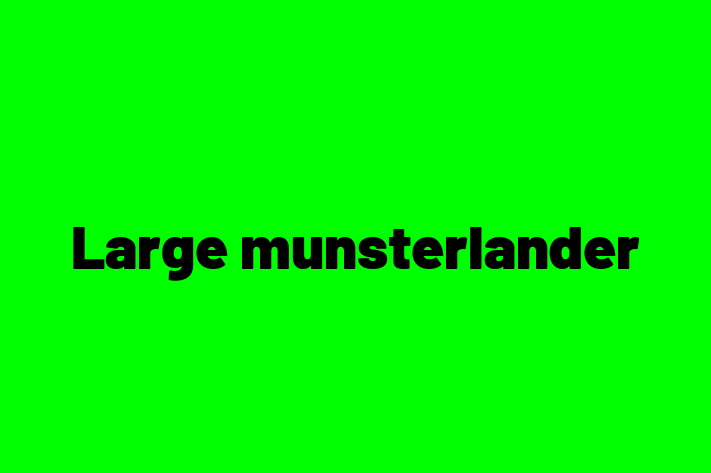 Charming Large munsterlander Dog for Sale in Manchester