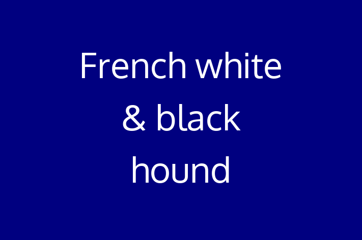 French white black hound for Sale in Reading