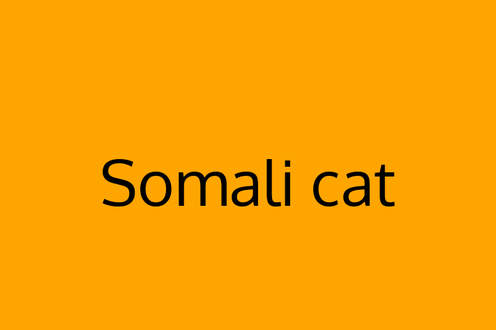 Somali cat for Sale in Edinburgh