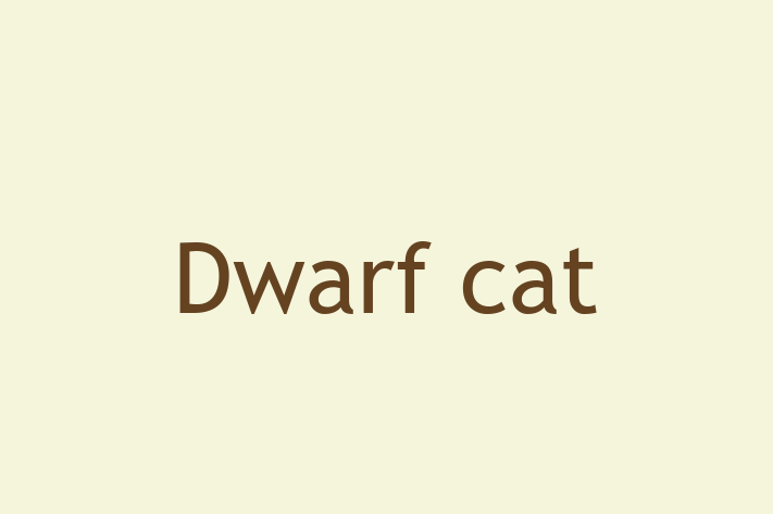 Adopt a Cat Today Dwarf cat in London