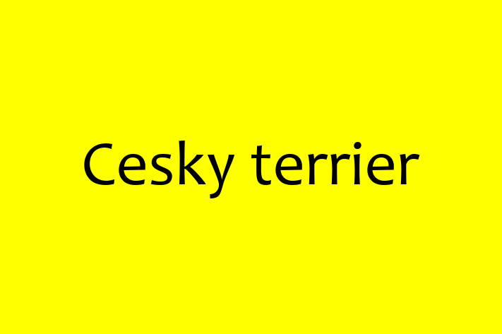 Adopt a Cesky terrier Dog in Eltham