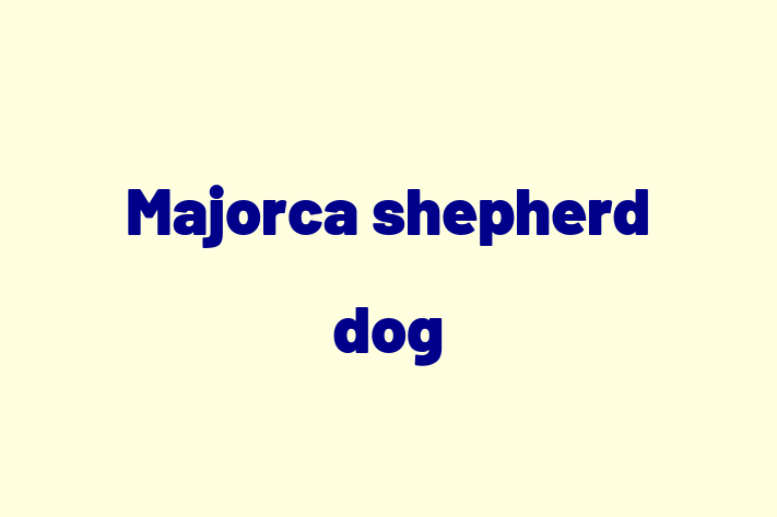 Meet Your New Majorca shepherd dog Dog in Hemel Hempstead