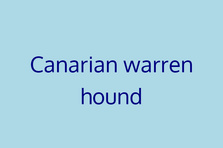 Charming Canarian warren hound Dog for Sale in Luton