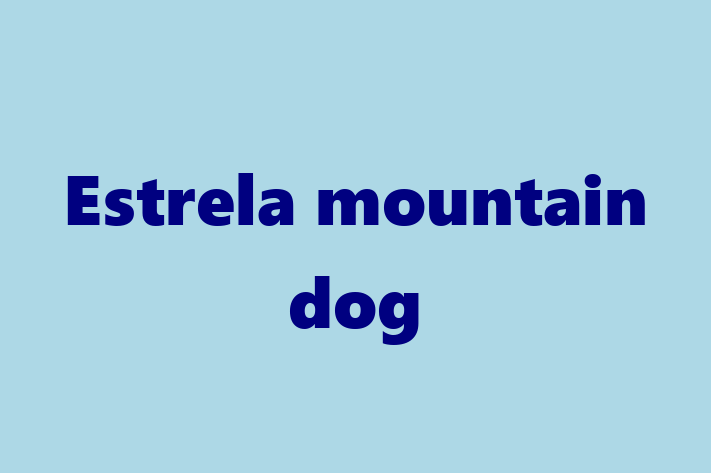 Estrela mountain dog Dog for Sale in Grays