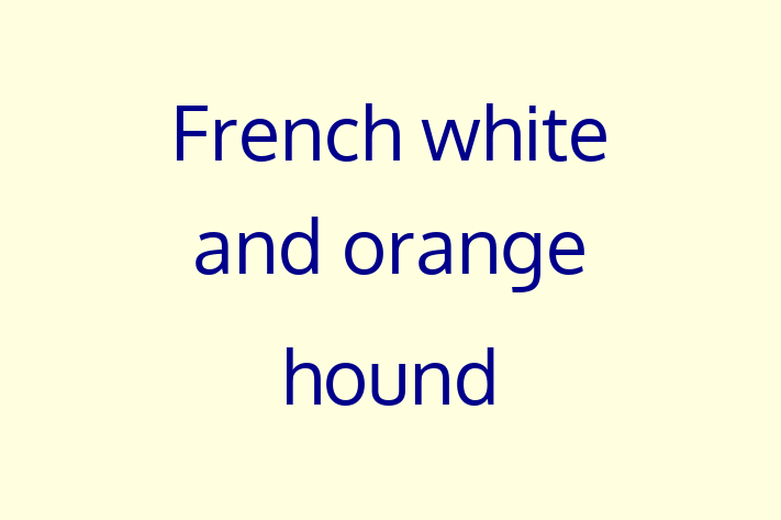 Dog French white and orange hound for Sale in Cheltenham