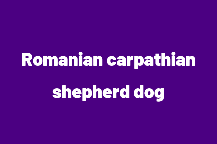 Charming Romanian carpathian shepherd dog Dog for Sale in Gillingham