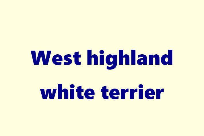 West highland white terrier Dog PuppiesKittens for Sale in Stratford on Avon