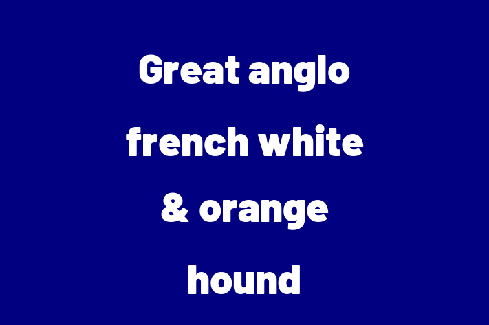 Great anglo french white orange hound Dog for Adoption in Ashbourne