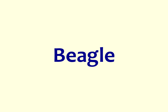 Adopt a Beagle Dog in Bournemouth