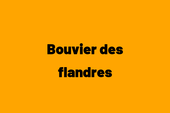 Bouvier des flandres Dog PuppiesKittens for Sale in Royston