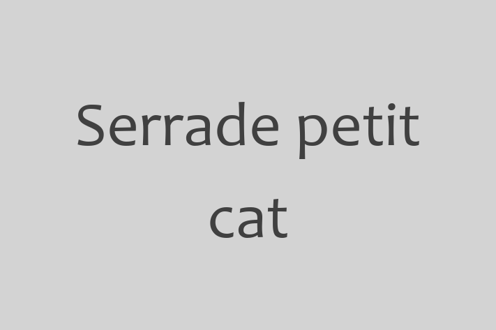 Find Your New Serrade petit cat Cat in Crawley