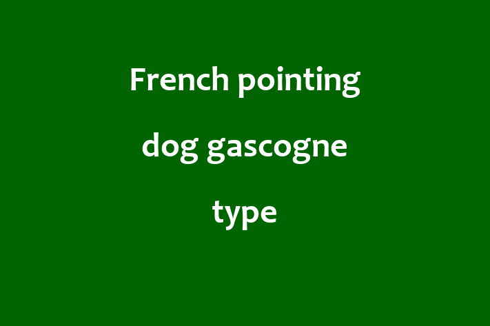 Adopt a Friendly French pointing dog gascogne type Dog in Morden