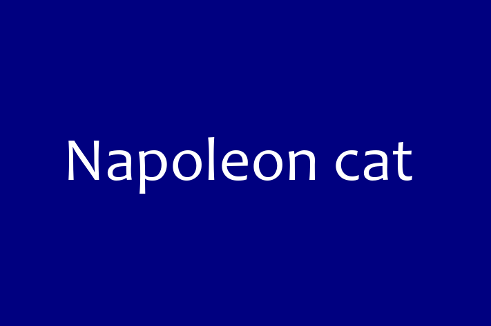 Napoleon cat Cat for Sale in Chipping Sodbury