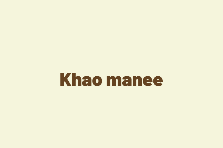 Cat Khao manee for Sale in Coventry