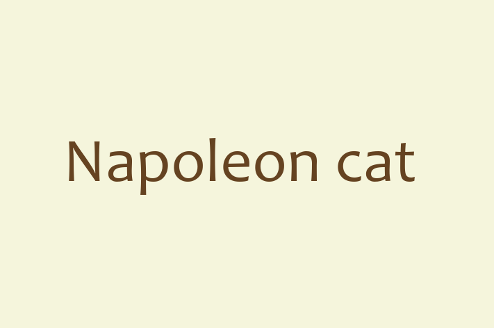 Napoleon cat Cat in Dunfermline Ready for a New Home