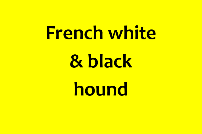 Adopt a Dog Today French white black hound in Belfast