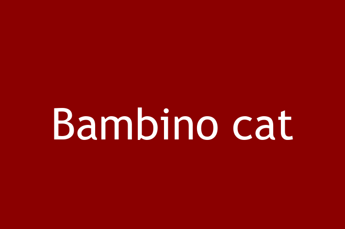 Adopt a Cat Bambino cat Available in Altrincham