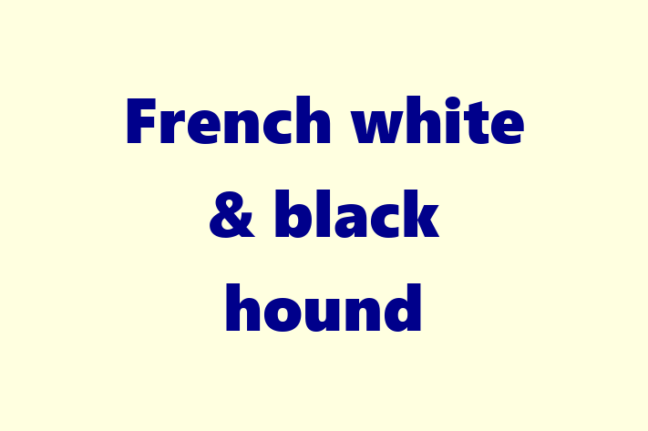 Adopt a Beautiful French white black hound Dog in Darlington