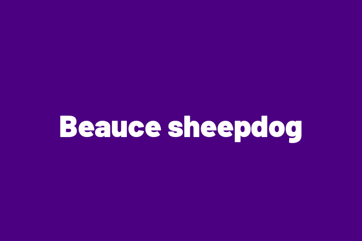 Adopt a Dog Beauce sheepdog Available in City of London