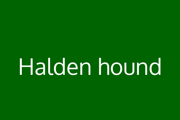 Dog Halden hound for Sale in Batley