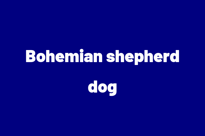 Bohemian shepherd dog Dog in North Shields