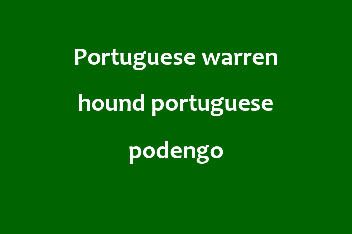 Charming Portuguese warren hound portuguese podengo Dog for Sale in Wycombe