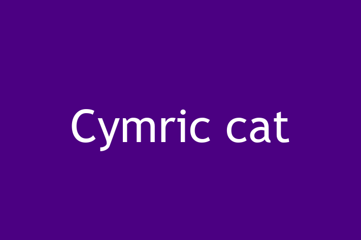 Cymric cat Cat for Sale in Tisbury