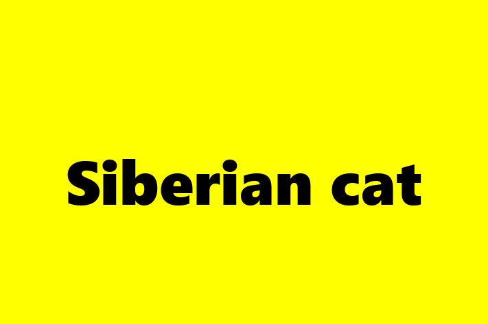 Siberian cat Cat for Sale in Braintree