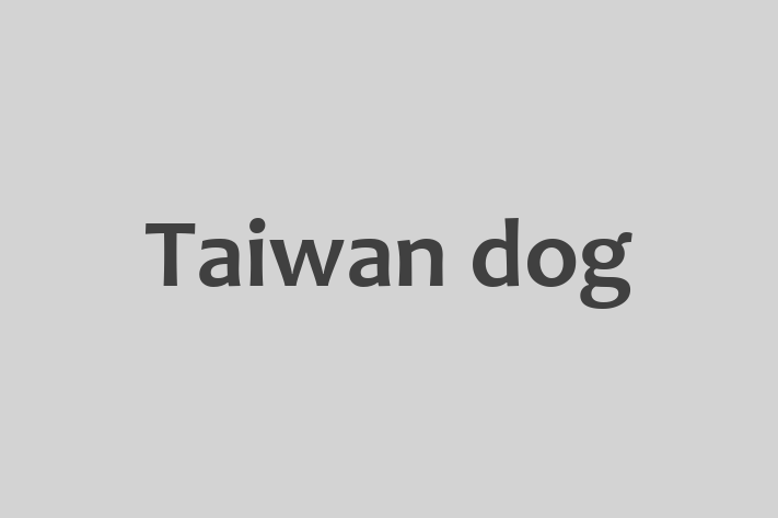 Taiwan dog Dog for Sale in Slough