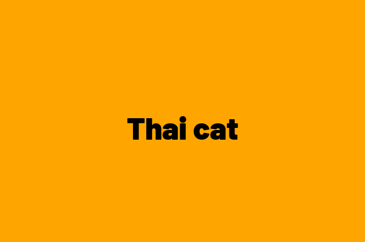 Thai cat for Sale in Spalding