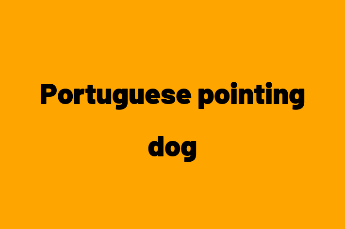 Portuguese pointing dog Dog for Adoption in Witney