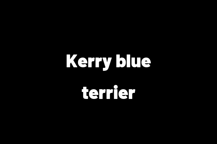 Kerry blue terrier Dog in Newtownards