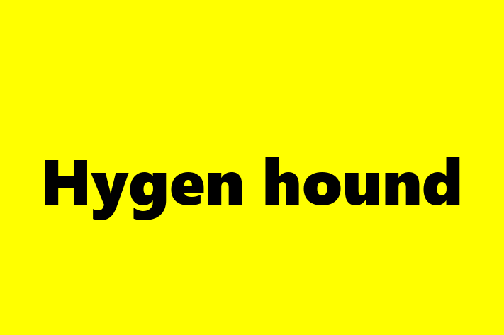 Hygen hound Dog Available Now in Leigh on Sea