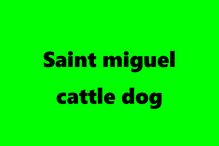 Saint miguel cattle dog Dog for Sale in Cramlington