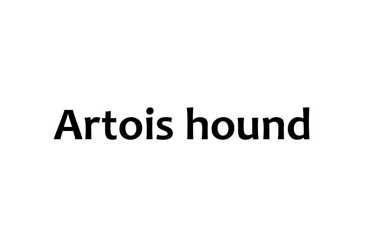 Artois hound for Sale in Bury