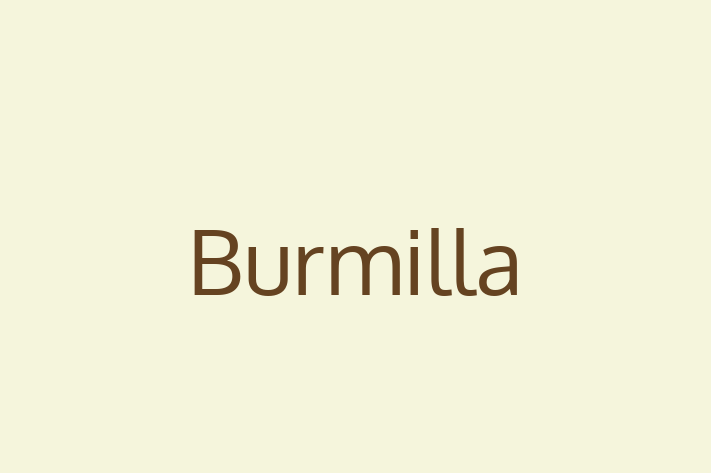 Cat Burmilla for Sale in Gloucester