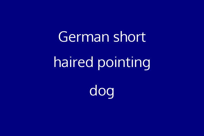 German short haired pointing dog for Sale in Leigh on Sea