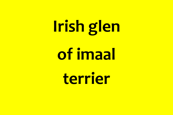 Adopt a Dog Today Irish glen of imaal terrier in Pontypool