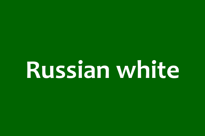 Russian white for Sale in London