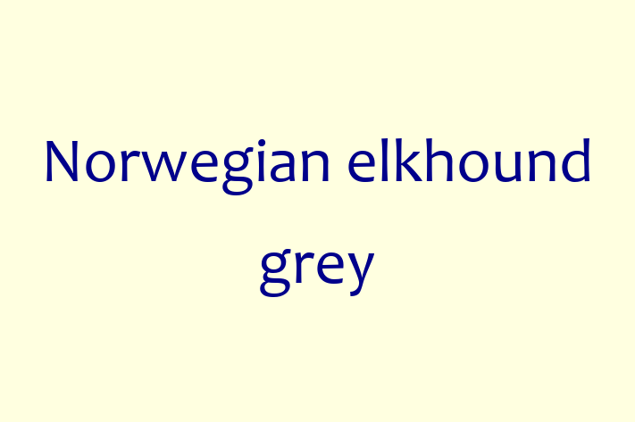 Adopt a Dog Norwegian elkhound grey Available in Edgware