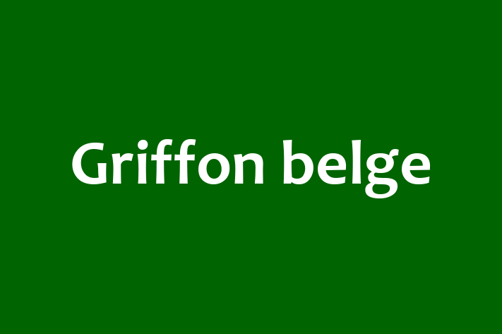 Griffon belge Dog for Sale in Droitwich