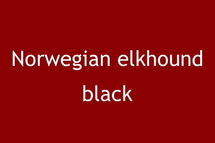 Find Your New Norwegian elkhound black Dog in Bicester