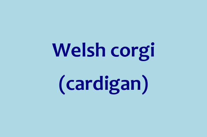 Welsh corgi cardigan Dog Available Now in Portsmouth