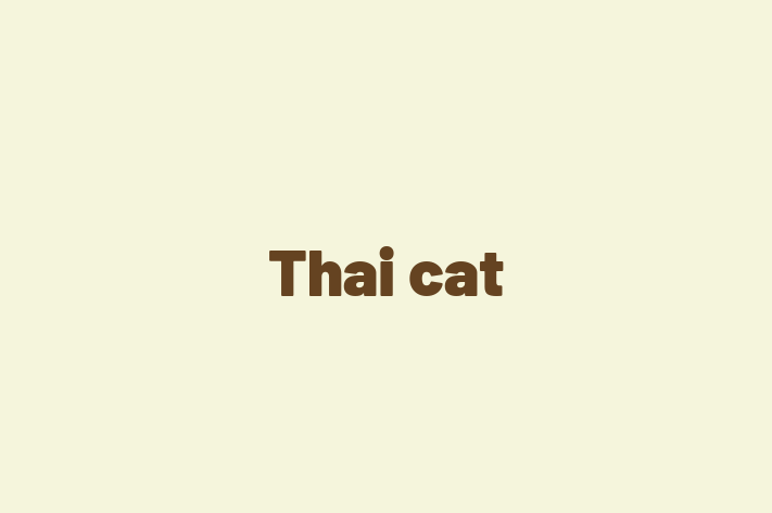 Find Your New Thai cat Cat in Chesterfield