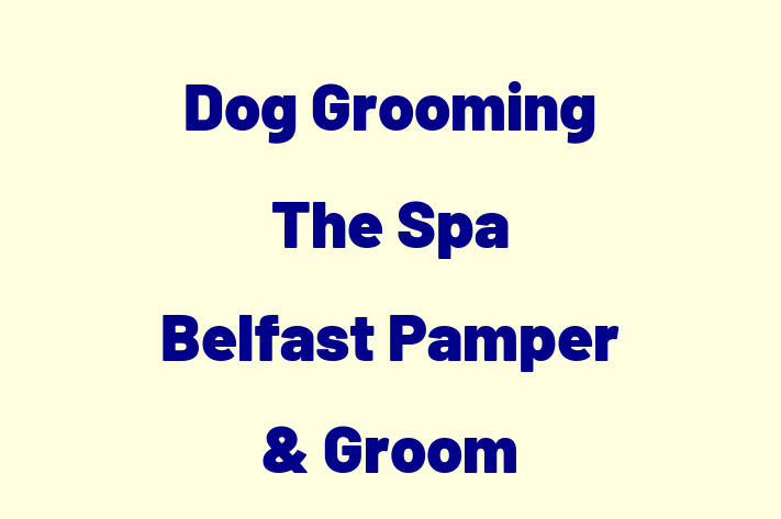 Dog Grooming   The Spa Belfast Pamper & Groom