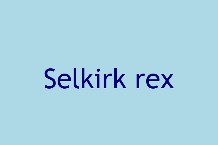 Cat Selkirk rex for Sale in Barrow in Furness